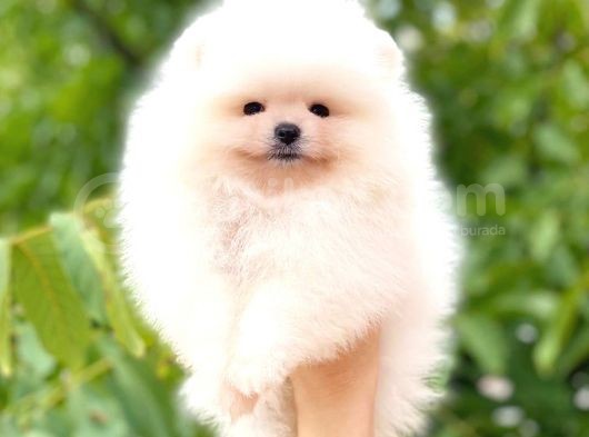 Ayicik Pomerani̇an Boo görsel