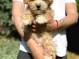 Di̇zayn Irk Malti̇poo Bebekler
