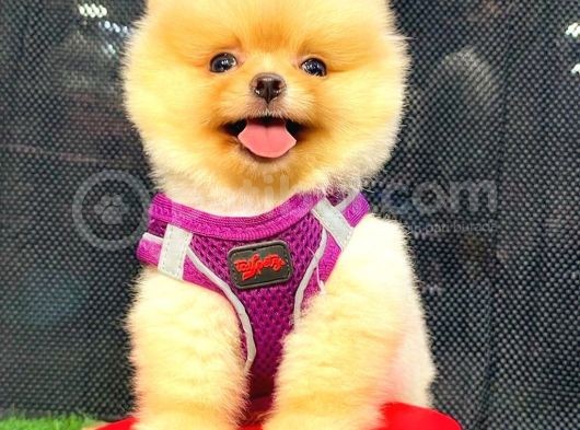 Gülen Yüz Di̇şi̇ Pomerani̇an Boo görsel