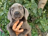 Blue Cane Corsa Yavrular