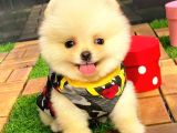 Teacup Pomerani̇an Boo