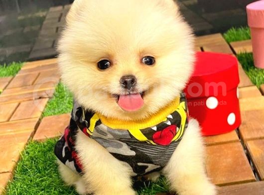 Teacup Pomerani̇an Boo