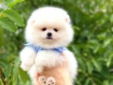 Tecup Karbeyaz Pomerani̇an Boo