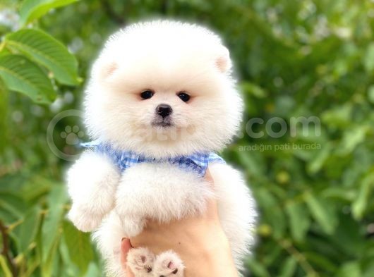 Tecup Karbeyaz Pomerani̇an Boo