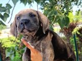 Blue Cane Corsa Yavrular