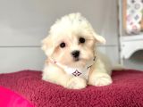 Tüy Dökmeyen Maltese Mini Yavrular