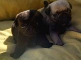 Pug Mops Üst Kali̇te Bebekler