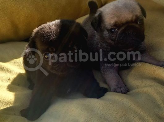 Pug Mops Üst Kali̇te Bebekler