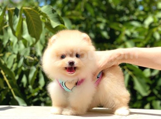 Krem Di̇şi̇ Pomerani̇an görsel