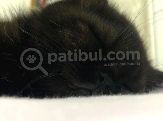 Kara Üzümlerimiz Yeni Yuvalarına Gitmek Için Sabırsızlanıyorlar görsel