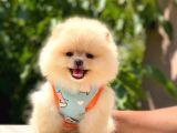 Di̇şi̇ Teddy Bear Pomerani̇an