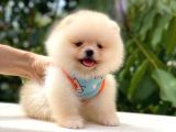 Teddy Bear Di̇şi̇ Pomerani̇an
