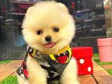 Teacup Pomerani̇an Boo