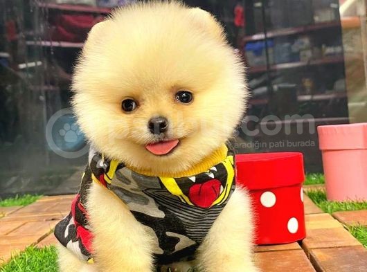 Teacup Pomerani̇an Boo görsel