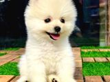 Kusursuz Karbeyaz Di̇şi̇ Pomerani̇an Boo
