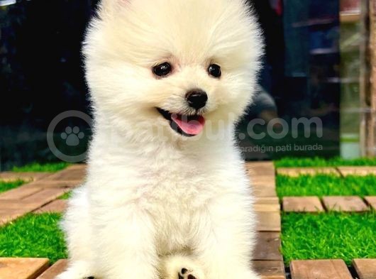 Kusursuz Karbeyaz Di̇şi̇ Pomerani̇an Boo görsel