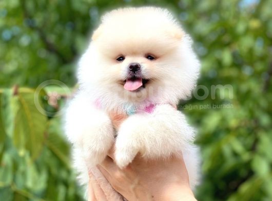Kusursuz Karbeyaz Pomeranian Boo görsel
