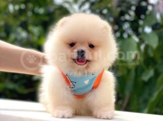 Teddy Bear Di̇şi̇ Pomerani̇an