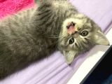 Gri British Shorthair Erkek