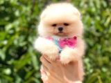Ayicik Pomerani̇an Boo Kizimiz