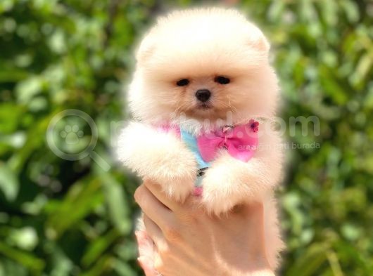 Ayicik Pomerani̇an Boo Kizimiz görsel