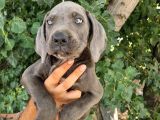 Blue Cane Corsa Yavrular