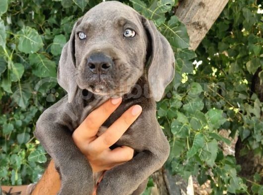Blue Cane Corsa Yavrular görsel