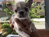 French Bulldog Özel Renk Bebekler