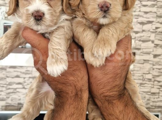 Maltipoo Yavrular