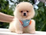 Teddy Bear Di̇şi̇ Pomerani̇an