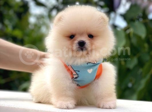 Teddy Bear Di̇şi̇ Pomerani̇an görsel