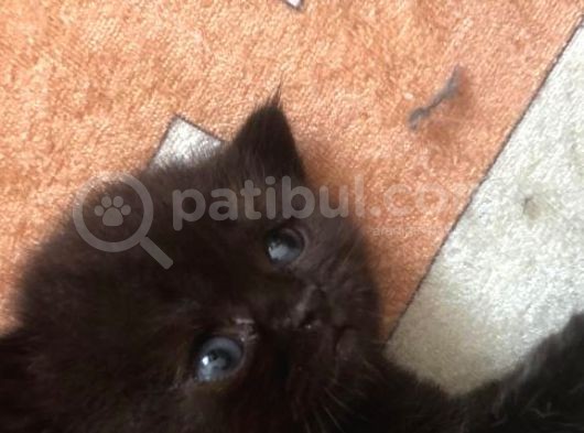 Kara Üzümlerimiz Yeni Yuvalarına Gitmek Için Sabırsızlanıyorlar görsel