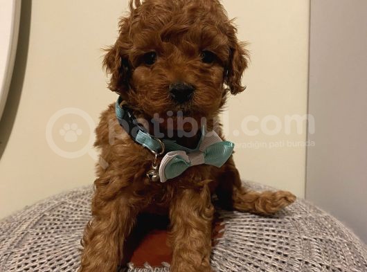 Karamelll.toypoodle ‘In Bebeklerii görsel