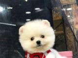 Safkan Pomeranian Boo