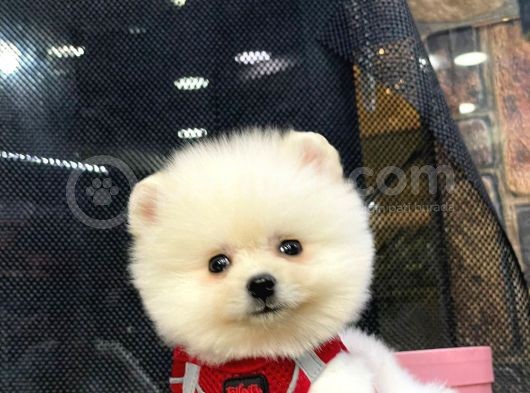 Safkan Pomeranian Boo görsel