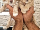 Maltipoo Yavrular