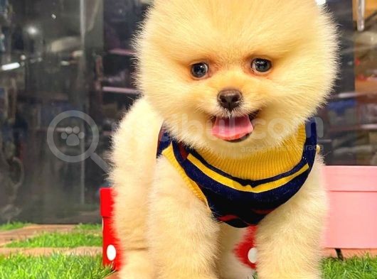 Krem Pomerani̇an Boo Erkek