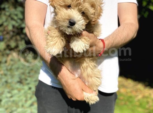 Di̇zayn Irk Malti̇poo Bebekler görsel