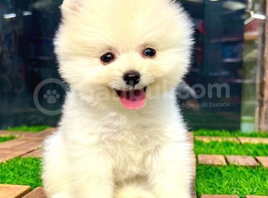 Kusursuz Karbeyaz Di̇şi̇ Pomerani̇an Boo