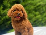A Kali̇te Red Poodle Bebekler
