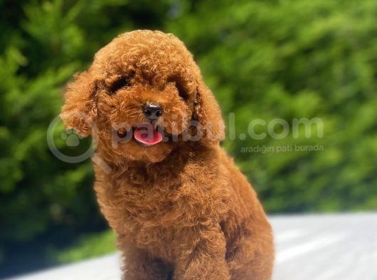 A Kali̇te Red Poodle Bebekler görsel