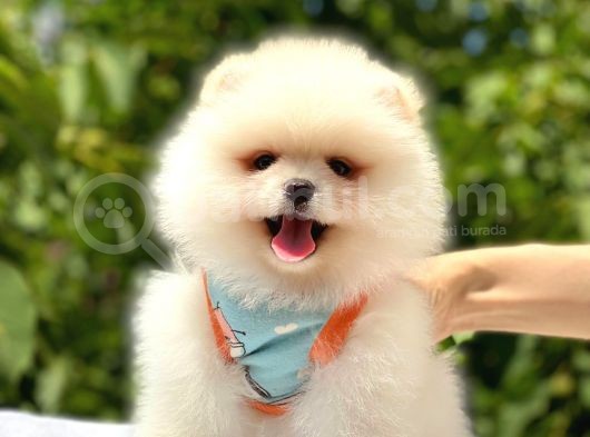 Teddy Bear Pomeranian Boo