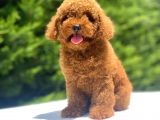 A Kali̇te Red Poodle Bebekler