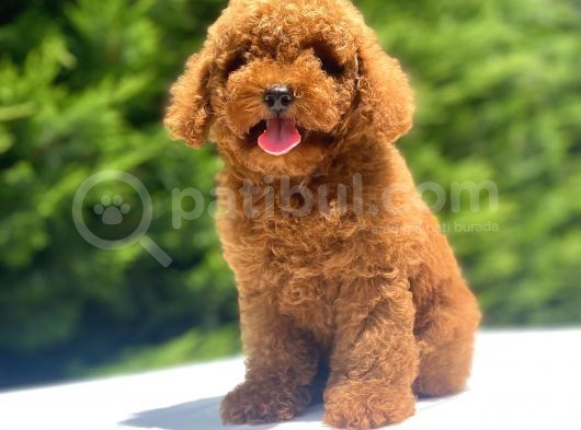 A Kali̇te Red Poodle Bebekler görsel