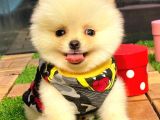 Teacup Pomerani̇an Boo