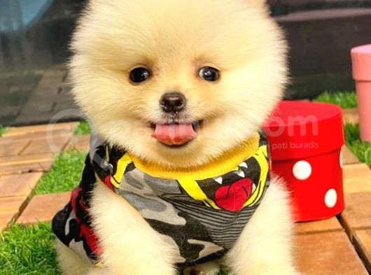 Teacup Pomerani̇an Boo görsel