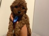 Karamelll.toypoodle ‘In Bebeklerii