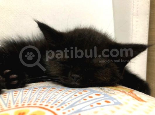Kara Üzümlerimiz Yeni Yuvalarına Gitmek Için Sabırsızlanıyorlar görsel