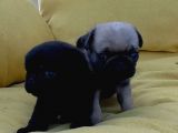 Pug Mops Üst Kali̇te Bebekler