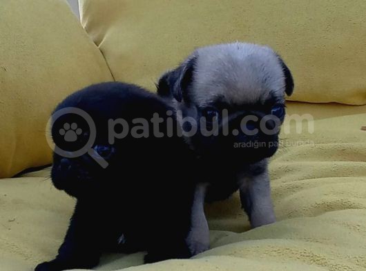 Pug Mops Üst Kali̇te Bebekler görsel